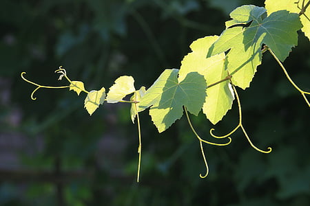 grapevine, vine, branch, leaves, tendrils, green, light