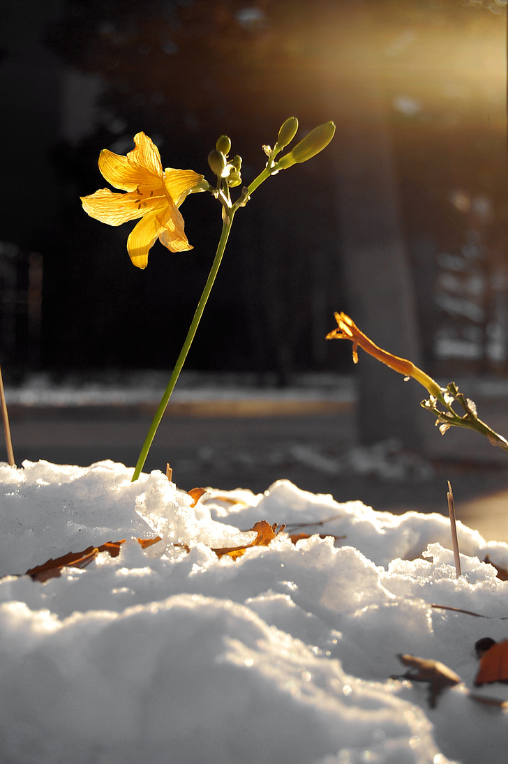 kwiat, kwiaty, roślina, Żółty kwiat, hemerocallis fulva, Liliowiec, śnieg