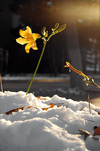 flower, flowers, plant, yellow flower, hemerocallis fulva, day lily, snow