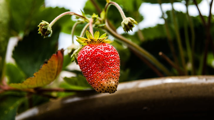 maasikas, Aed, taim, puu, maasikad, loodus, taimed