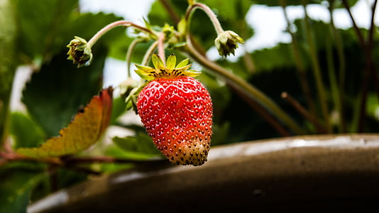 strawberry, garden, plant, fruit, strawberries, nature, plants