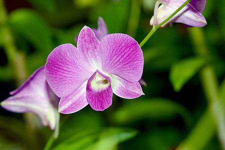 orquídea, flor, exóticas, planta