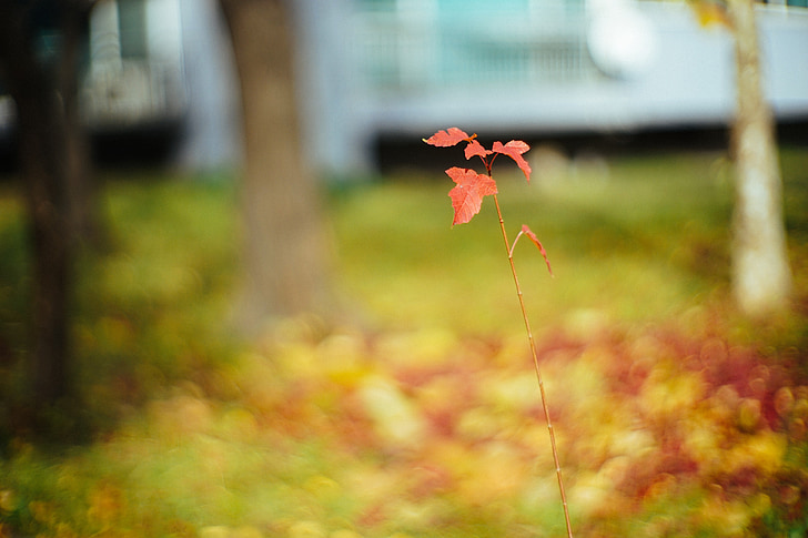 ใบ, ฤดูใบไม้ร่วง, ใบไม้เปลี่ยนสี