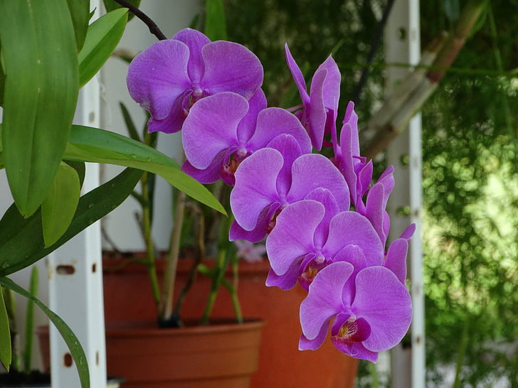 orchidej, květiny, Cayenne