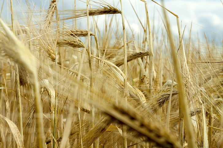 barley field, barley, cereals, grain, cereal, cornfield, field