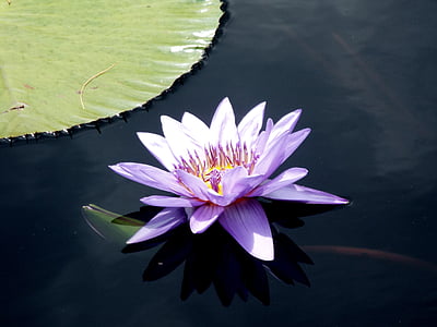 purple, lily, pond, plant, flower, nature, floral