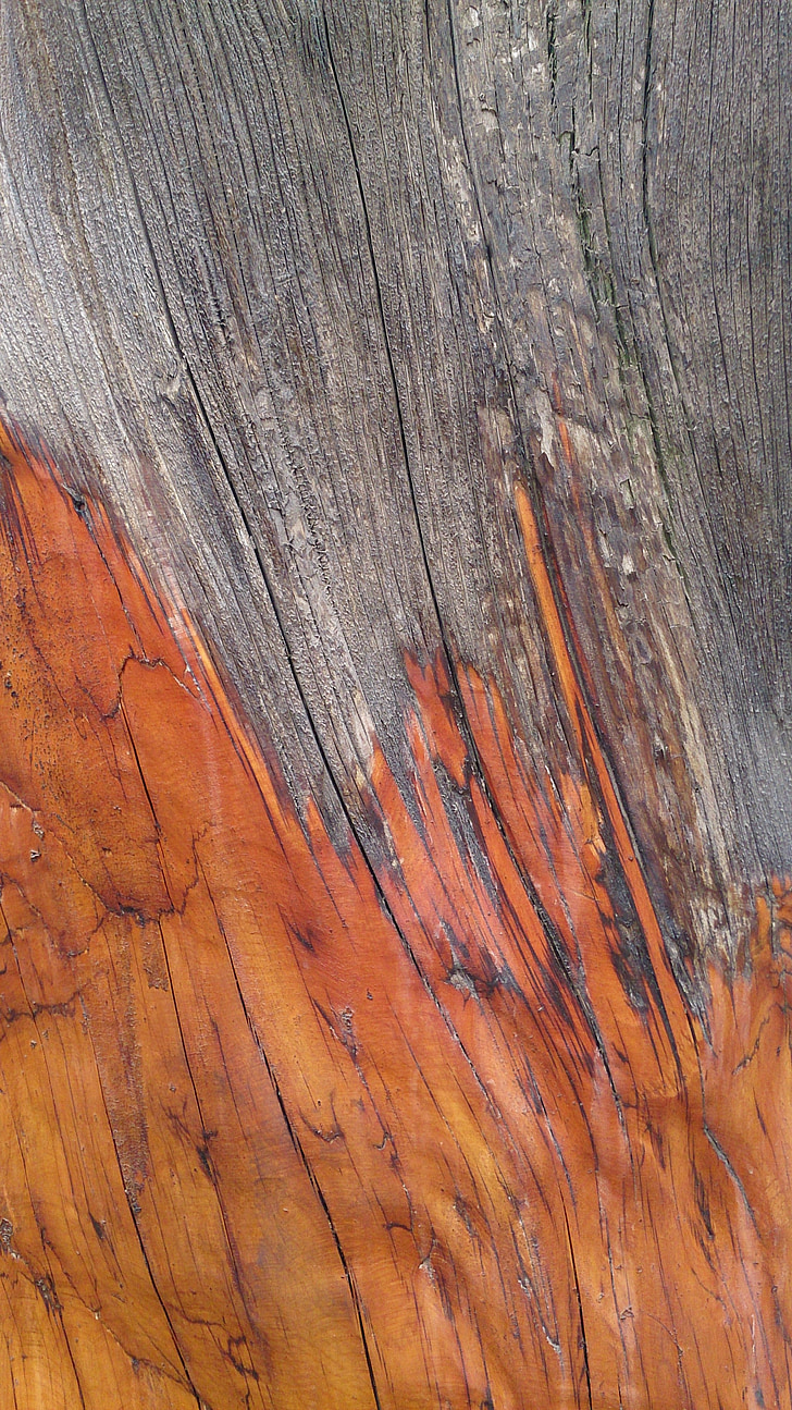 Cypress schors textuur, schors, textuur