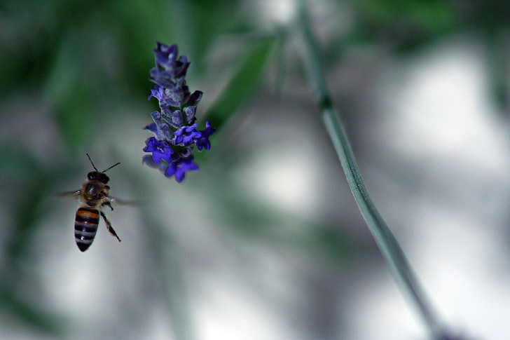 μέλισσα, λουλούδι, άνοιξη