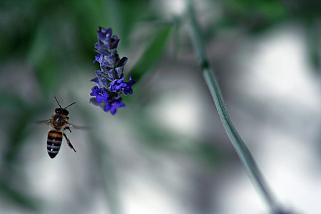 꿀벌, 꽃, 봄