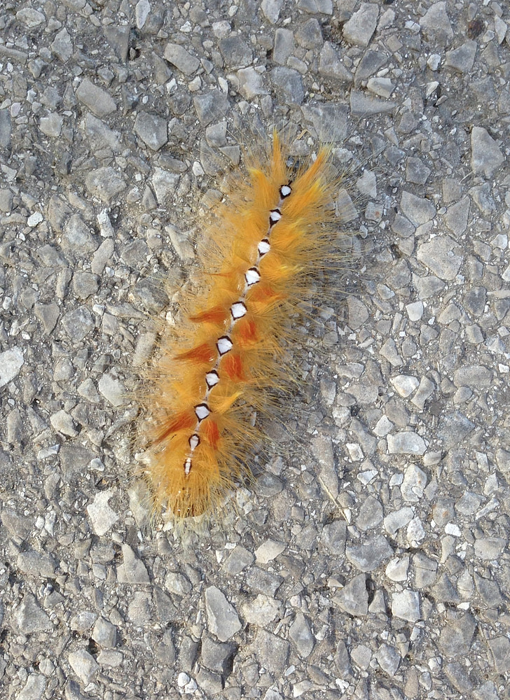 Maple moth, Acronicta, Caterpillar, gul