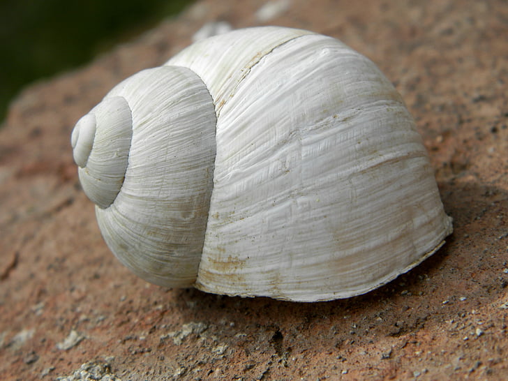 Conch, hvid, sneglen, Shell