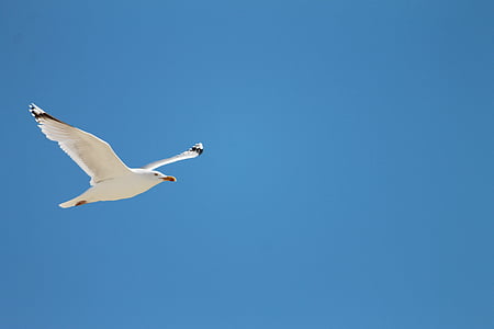 seagull, sea, fly, flight, bird, flying, nature