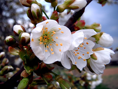 Bloom, Blossom, cseresznyevirág, közeli kép:, Flóra, virágok, tavaszi