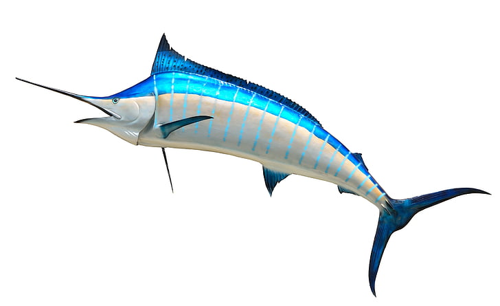 blue marlin, taxidermy, fish, fishing, game, marlin, mounted