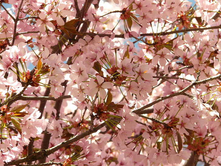 Чери Блосъм, Блосъм, Блум, дърво, японска череша, японски цъфтежа череша, Prunus serrulata