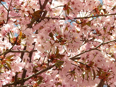 cherry blossom, blossom, bloom, tree, japanese cherry, japanese flowering cherry, prunus serrulata