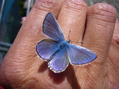 Motyl, Modraszek Ikar, części ciała człowieka, owad, wing zwierzęcego, jedno zwierzę, zwierzęce motywy