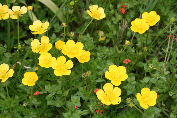 Buttercup, Ranunculus, galben, floare