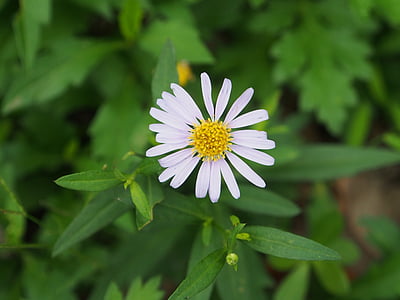 India selimut bunga, bunga putih, rumput