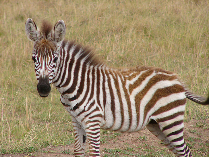 Zebra, strepen, dier, Zebra 's, Afrika, gestreept, Safari
