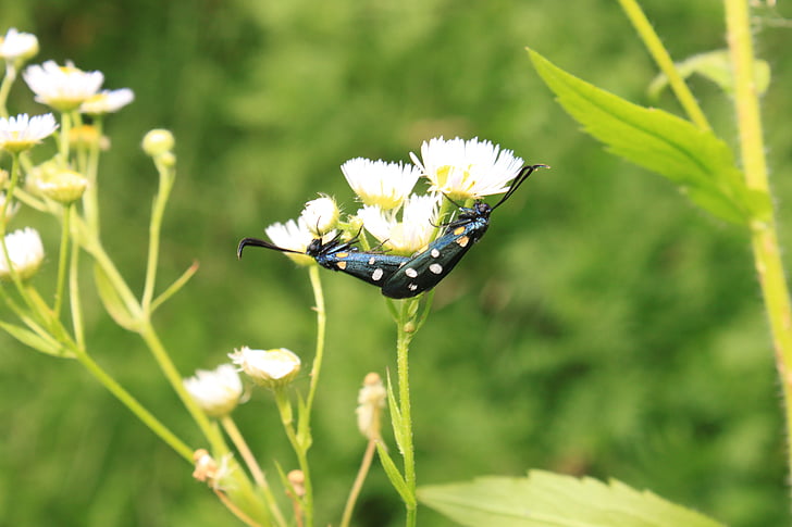 black, butterfly, copulation, dots, flowers, yellow, insects