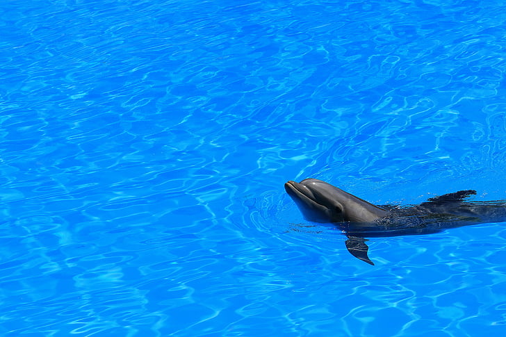 delfin, víz, medence, előnézet, úszni, uszony, az emlősök