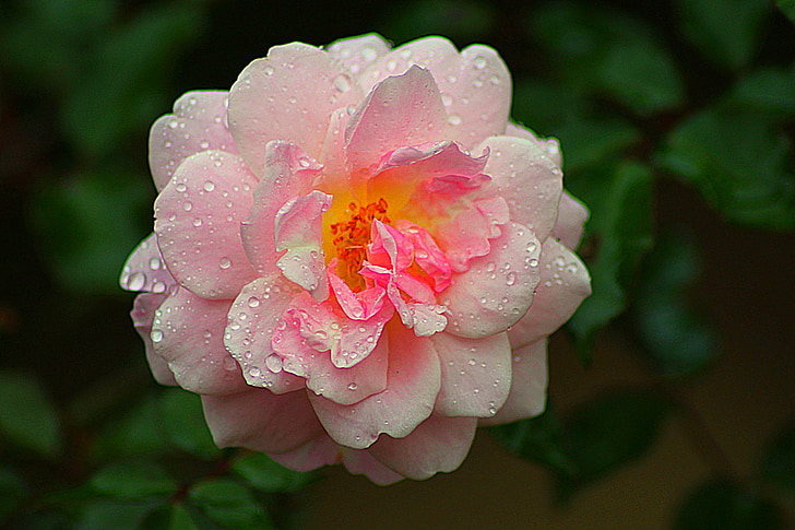 Троянда, рожевий, квітка, Природа, Романтика, Кохання, романтичний