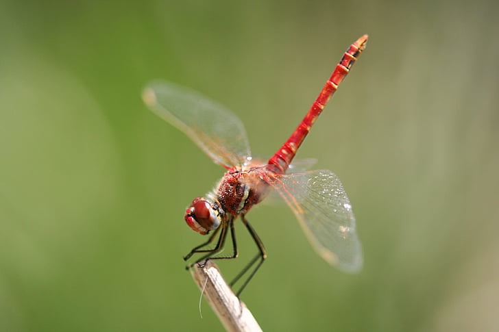 lietať, vážka, vrtule, krídlo, červená, hmyzu, rýchlosť
