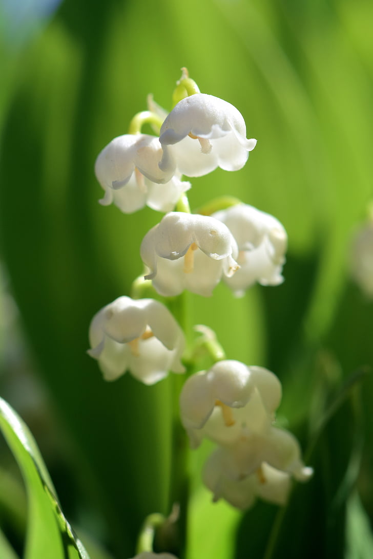 Lily of the valley, puķe, Pavasaris, balta, daba, augu, gada pavasarī pazīmes