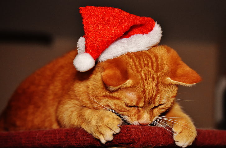 kaķis, sarkana, Ziemassvētki, Santa hat, jautrs, piemīlīgs, skumbrijas
