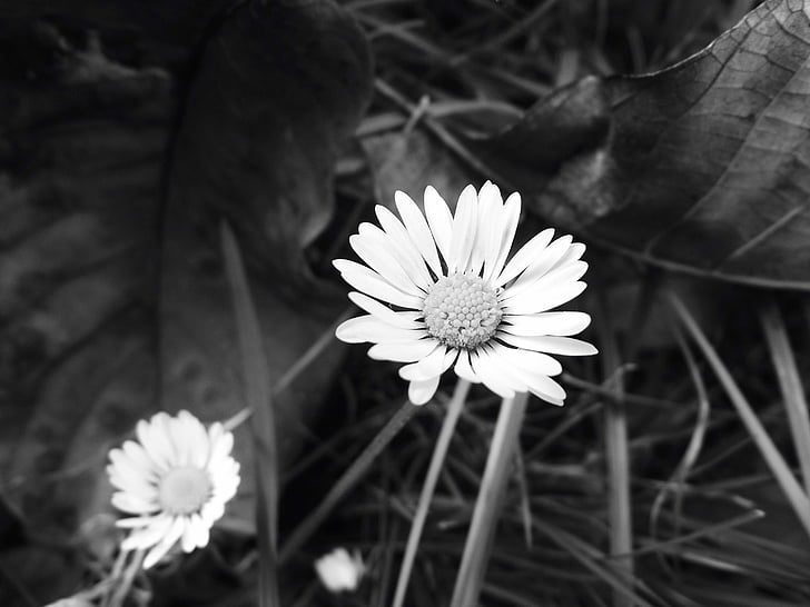 Daisy, plante, sort og hvid, detaljer, b w fotografering, hvid, Ryd