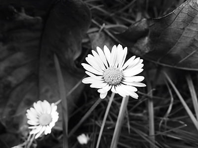 daisy, plant, black and white, detail, b w photography, white, clear