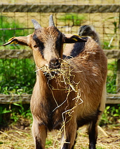 goat, young animal, billy goat, farm, eat, animal world, horns