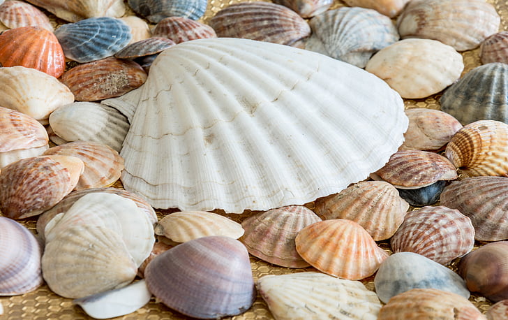 zeeschelpen, schelpen, zee, Sea shell, Oceaan, natuur, Seashell
