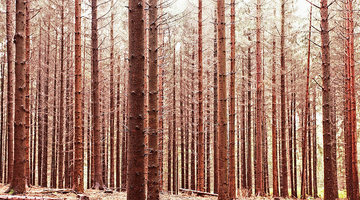 trees, forest, nature