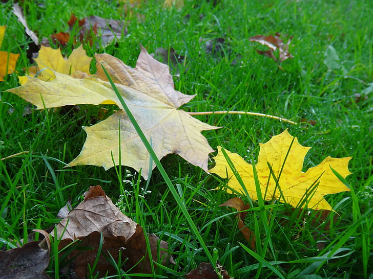 feuille, automne