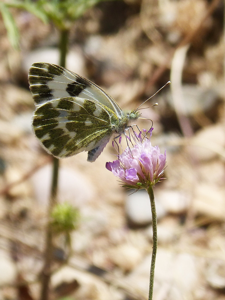 vlinder, Pontia daplidice, Pontia, blanquiverdosa, Wild flower, libar