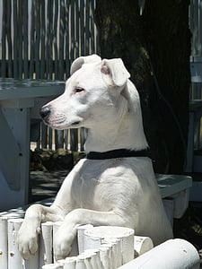 šuo, dėmesio, balta, galva, gyvūnų portretai, šuns portretas, sarginiai šunys