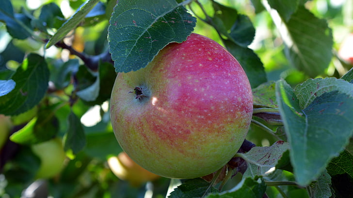 ябълка, плодове, boskop, вкусни, плодове, ябълковото дърво, храна