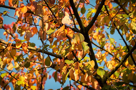 autunno, foglie, fogliame di caduta, foresta, colore di caduta, autunno dorato, colori d'autunno