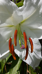 bloem, Lily, witte bloem, meeldraad, macro, Flora, plantkunde