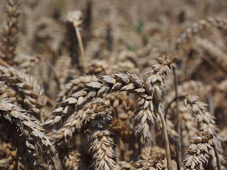 pšenice, špička, obiloviny, zrno, pole, pšeničné pole, kukuřičné pole