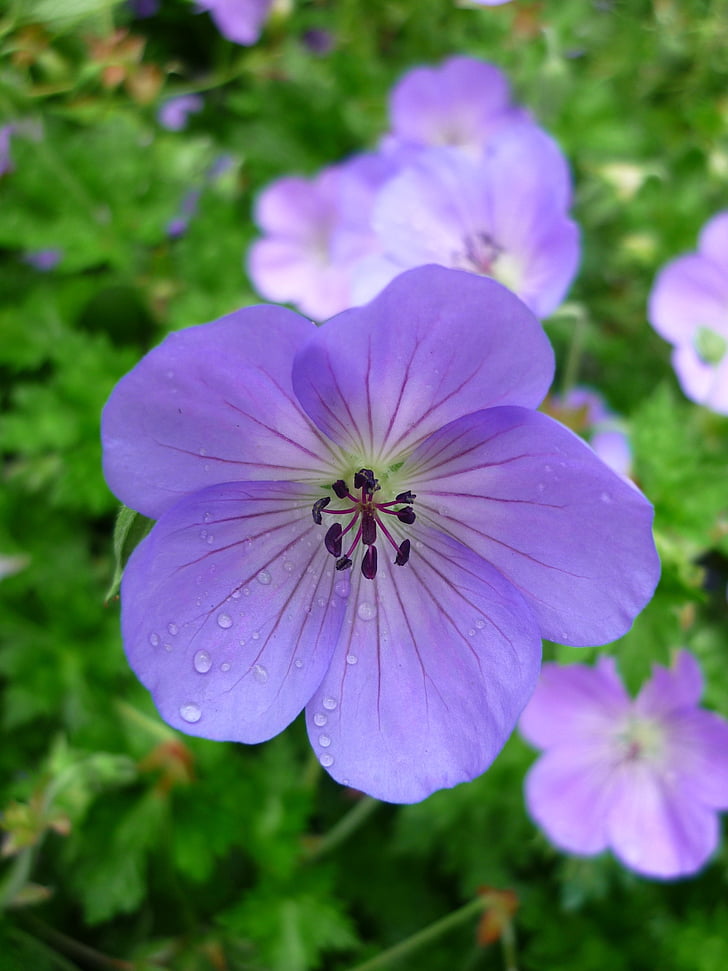 Geranium, fleur, bleu clair, Meadow, géranium à effet de serre