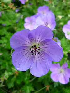Geranio, fiore, blu chiaro, prato, serra del geranio