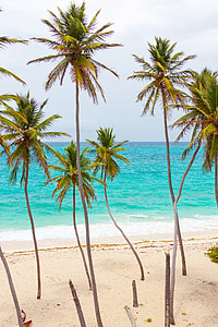 beach, beautiful, blue, coast, landscape, ocean, palm