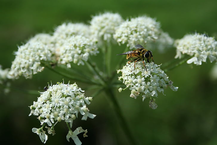 Wasp, bloem, zomer, insecten, macro