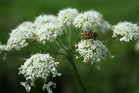 Wasp, blomma, sommar, insekter, makro