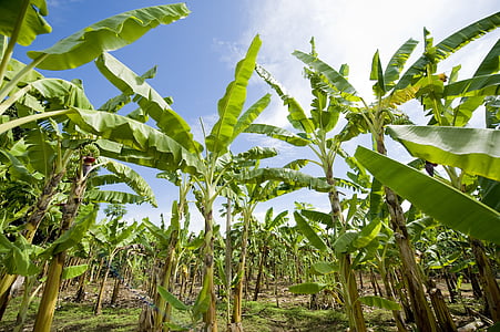 банановые плантации, Африка, Сельское хозяйство, Природа, ферма, завод, лист