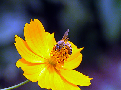 včela, žlutá, květ, Příroda, okvětní lístek, hmyz, závod