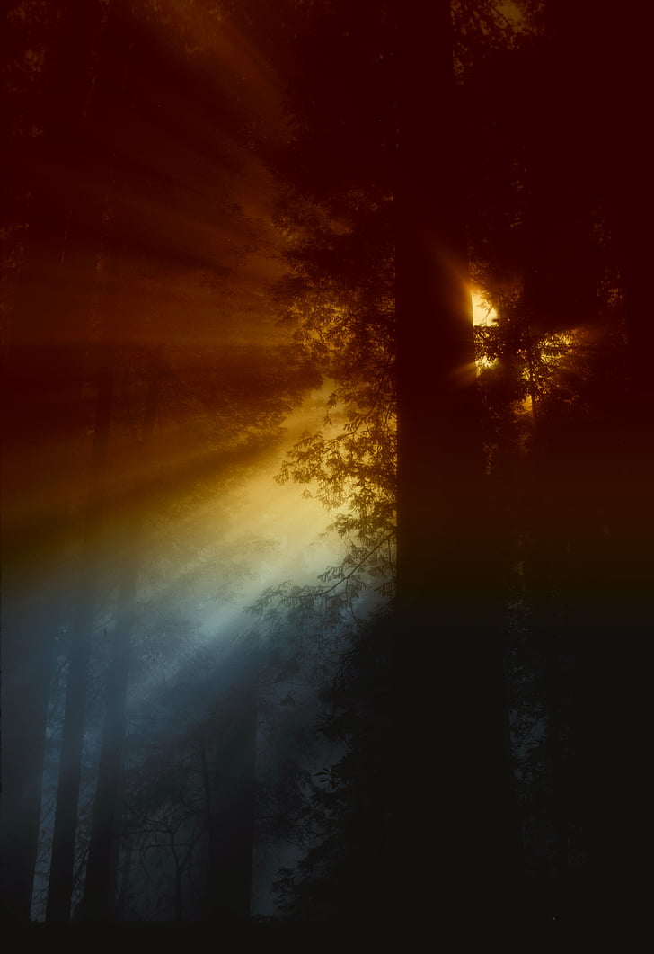 california, sun, rays, light, sunlight, forest, trees